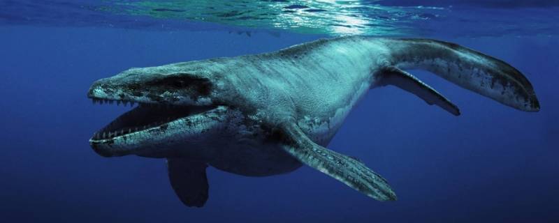鲸的种类鲸鱼一共有多少个种类