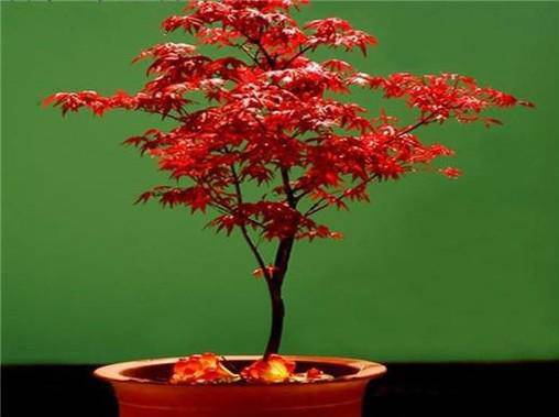 日本红枫浇水图片