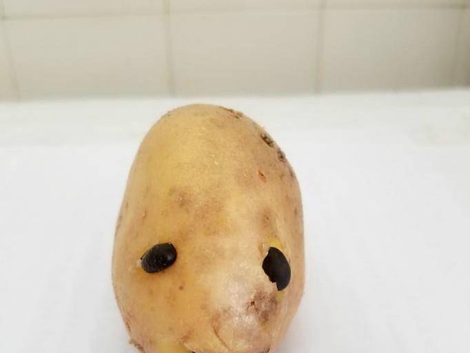土豆雕刻小动物图片