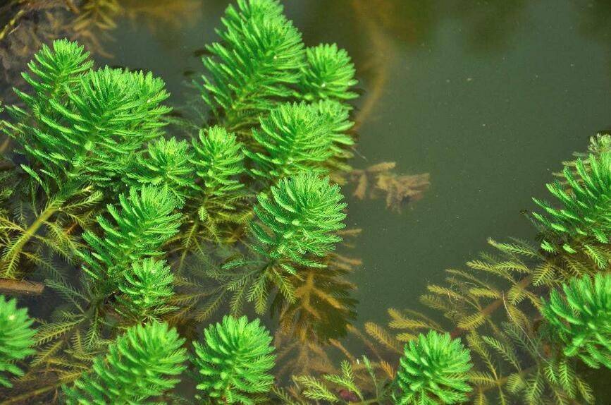 20种沉水植物图片