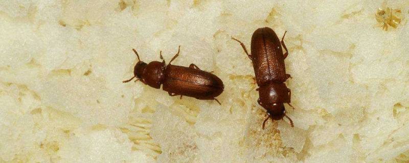 这种小虫子叫谷蠹,幼虫喜欢在木质板上蛀孔化蛹,夏天正好是谷蠹最活跃