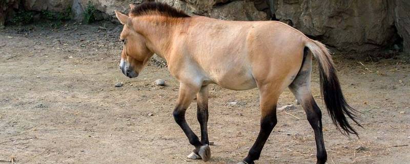 由公驢和母馬所生的雜種為馬騾,簡稱騾;由公馬和母驢所生的雜種為驢騾