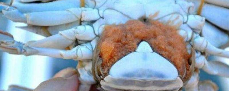 螃蟹白色虫卵图片