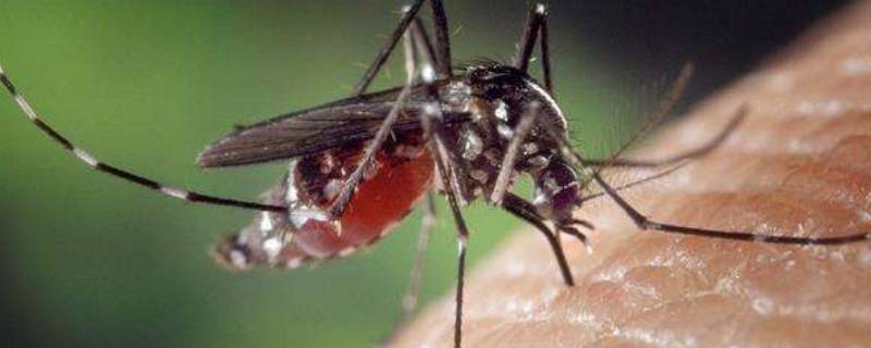 蚊子是用什么来辨味的