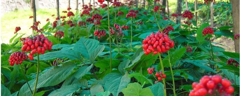 野生西洋参植物图片图片