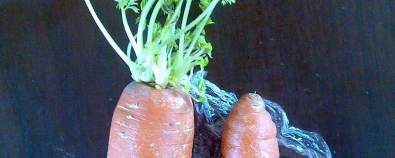 发芽的胡萝卜能生吃吗 胡萝卜能和皮芽子一起吃吗