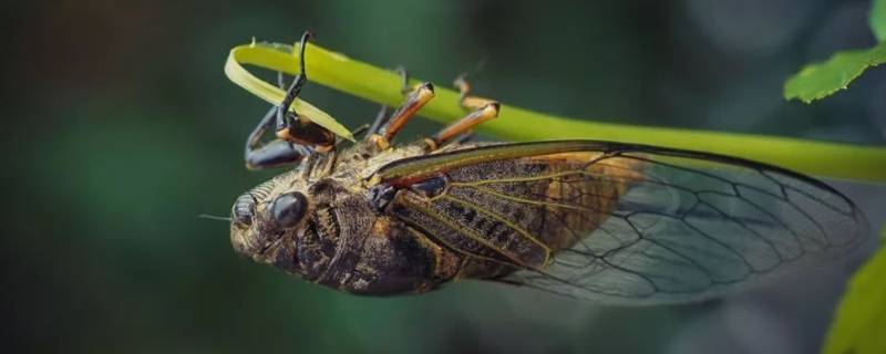 蝉的幼虫生活在土中,有一对强壮的开掘前足,利用刺吸式口器刺吸植物