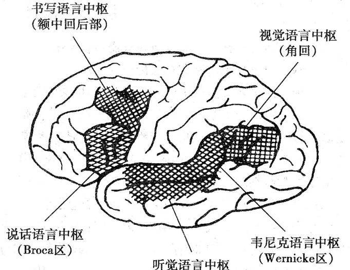 大脑语言区域在哪里