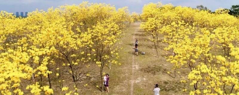 吕田黄花风铃木位置图片