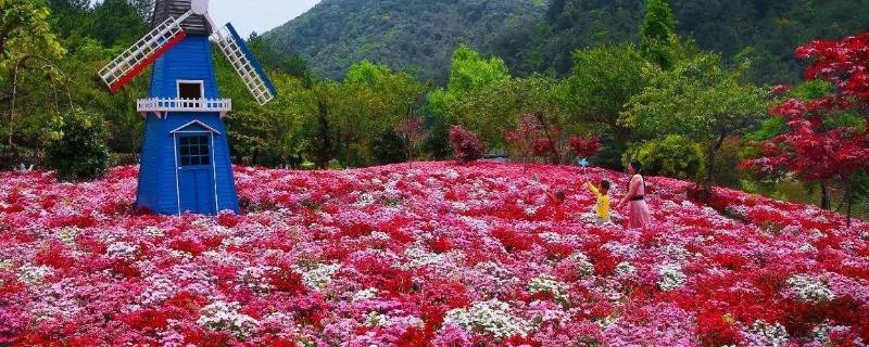 宜賓花海玻璃橋在哪裡