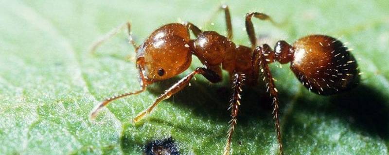 火蚁属红火蚁是蚁科火蚁属动物,是极具破坏力入侵生物之一