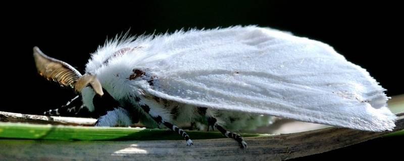 美国白蛾又名美国白灯蛾,秋幕蛾等,原产于北美洲,1979年在辽宁丹东
