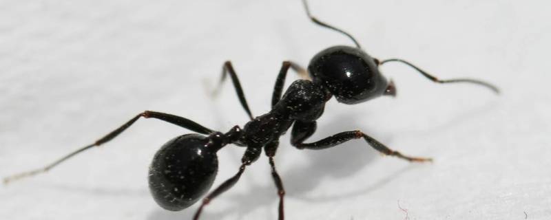 广东常见蚂蚁图片图片