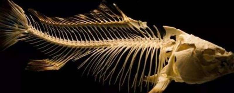 草鱼鱼骨结构图图片