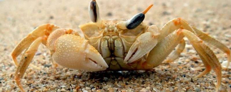 沙蟹能不能吃图片
