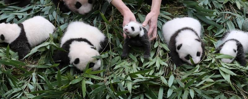 吃肥壮食物大班教案 (吃肥壮食物大便黑色)