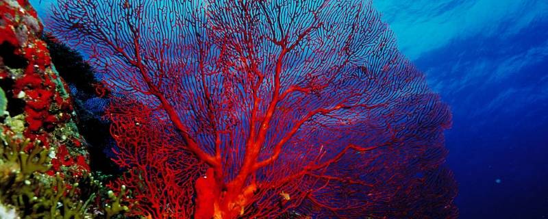红珊瑚的特点 