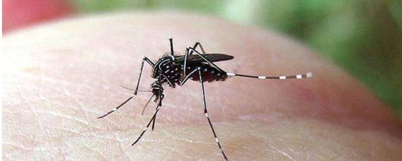 蚊子滋生的五种环境