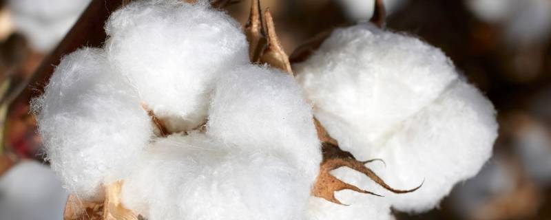 新疆棉是什么面料