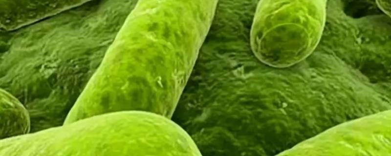 螺旋藻是由多个细胞组成的无分枝丝状体,呈螺旋型盘曲,形如弹簧,海带