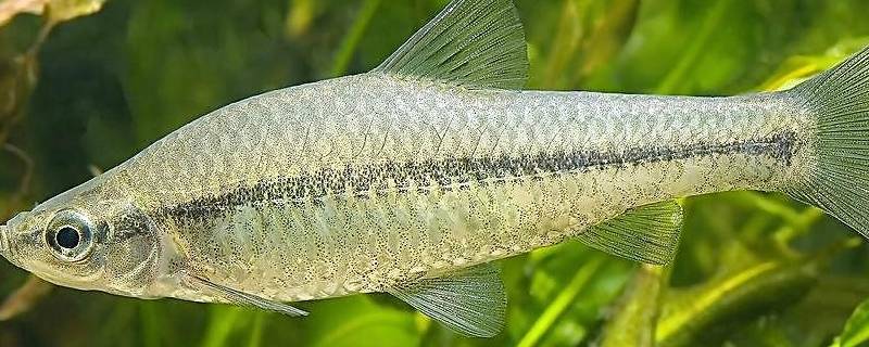 常見於江河,湖泊,池塘等水體.生活在淺水區.屬於雜食動