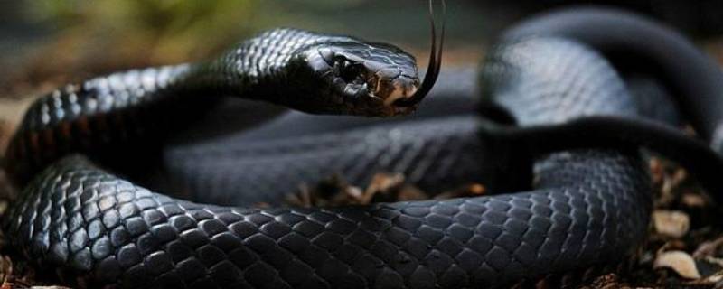 黑色的蛇有黑曼巴,黑环蛇,乌梢蛇,黑王蛇,伊澳蛇等