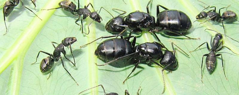 日本弓背蚁卵孵化过程图片