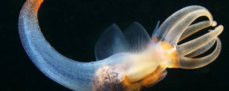 海洋中会发光的生物有光睑鲷,龙头鱼,灯眼鱼,光头鱼,甲藻,发光水母