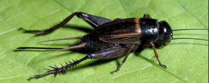 蟋蟀的触角图片