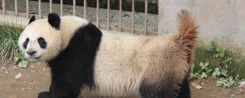 熊猫的尾巴有多长