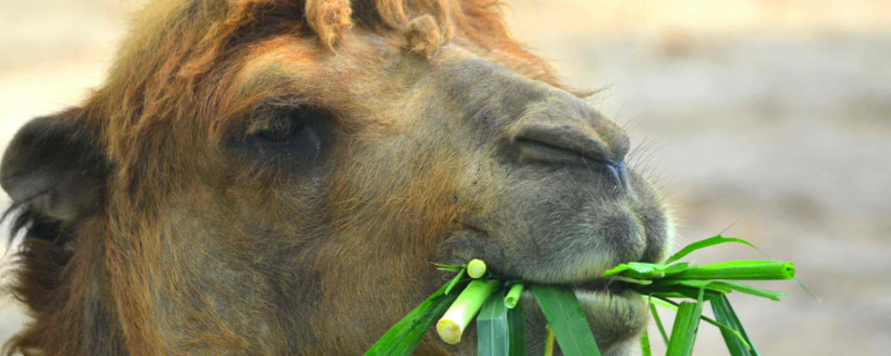 骆驼吃草表情包图片