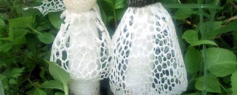白色的网状菌菇图片