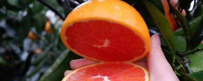 血橙真假辨别图片图片