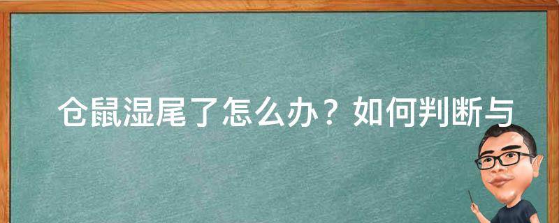  仓鼠湿尾了怎么办？如何判断与治疗湿尾症？