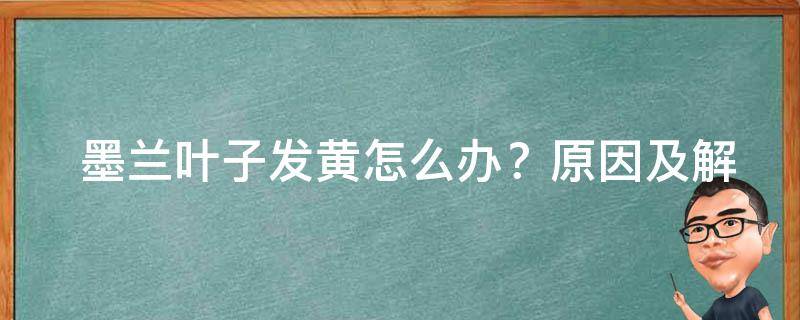  墨兰叶子发黄怎么办？原因及解决方法剖析