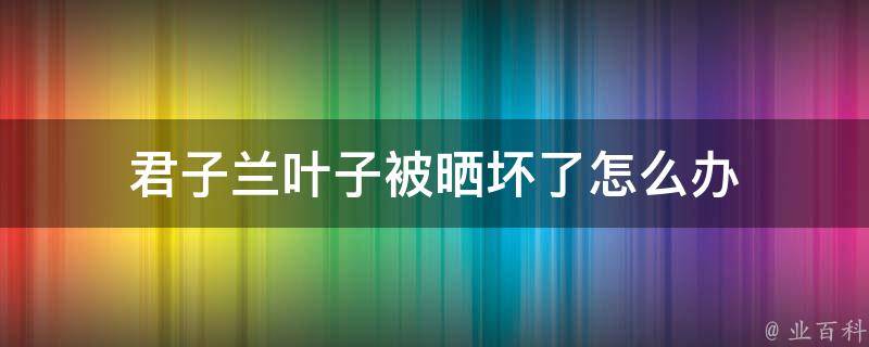 君子兰叶子被晒坏了怎么办 