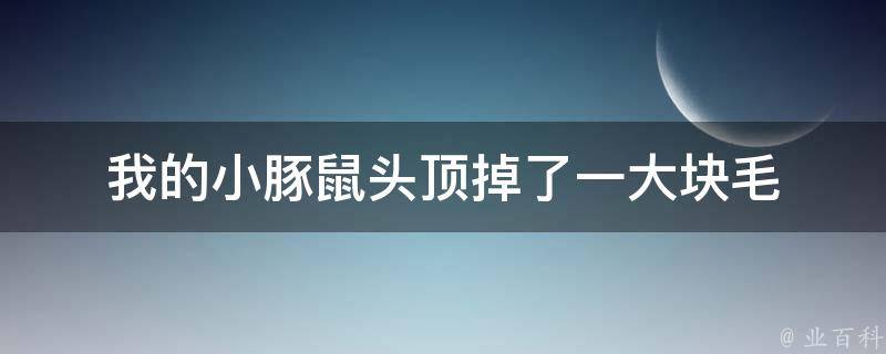 我的小豚鼠头顶掉了一大块毛 