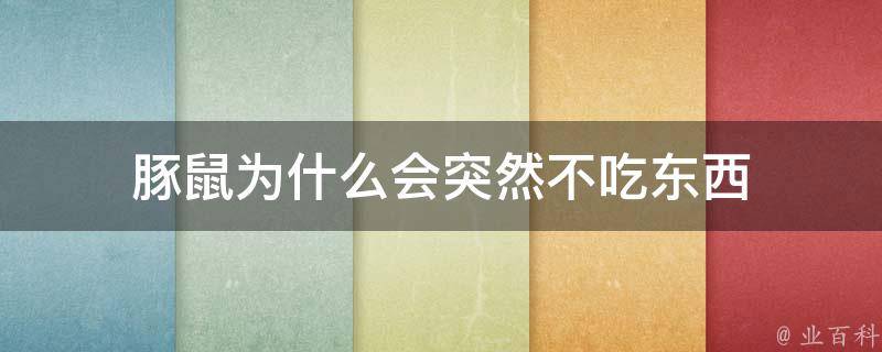 豚鼠为什么会突然不吃东西 