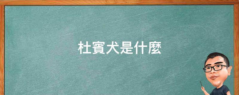 是所有品系中極富智慧的並且身體結構最為優秀,氣質最為高貴的一種